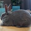 2 male Flemish giant/ New Zealand mixes left!