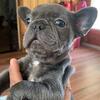 Akc French Bulldog 