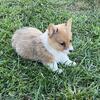 Pembroke Welch Corgi 