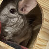 White mosaic male chinchilla 