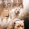 2 BADAZZ FEMALES (NOT FOR SALE)THE BEST PEDIGREES