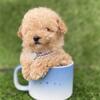 TEACUP & TOY POODLES  & TEACUP BREEDS NEAR YOU - PUPPIES FOR SALE, MALTESE, , POMERANIANS, YORKIES