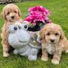 Adorable short legs toy maltipoo puppies