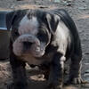 English Bulldog
