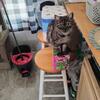 Smokey domestic short hair