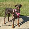 1.5 year old spayed red female Doberman