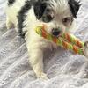 Yorkie mix  TOY
