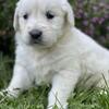 English Cream Retriever puppies