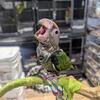 Cape parrot baby available for deposit