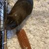 Guinea pig up for adoption