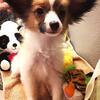 Papillon Beautiful Tricolor Male with FREE Delivery Available NOW?