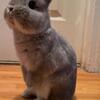 2 Adorable Netherland Dwarf Rabbits