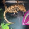 3 Crested Geckos