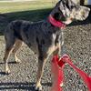 Great Dane Female