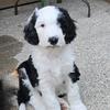 Sheepadoodle (Old English Sheepdog & Poodle)