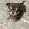 AKC registered chihuahua puppies