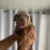American Bully puppies 