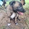 Azriel - AKC Belgian Malinois Puppy