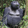 2 days Gorilla Trekking Volcanoes National Park
