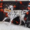 Daisy-Stunning AKC Female Dalmation Puppy