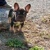 Beautiful French Bulldog Puppies 