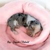 CKC Mini Dachshund Dapple / Piebald BOY