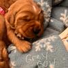 Akc red golden retriever (grey male) 