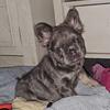 6 month old male fluffy french bulldog