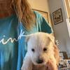 Registered .West Highland White Terrier Pups