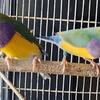 LADY GOULDIAN FINCHES