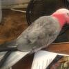 Rose Cockatoo 