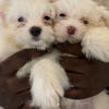 Puppies Pomeranian and Maltese