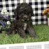 3/4 month toy poodle (male)