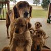 Purebred Golden Retrievers, dam is registered