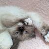 Adorable pure Ragdoll kittens 