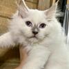 Ragdoll kitten female