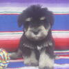 Miniature Schnauzer Puppies   AKC - Flashy Black, Black and Silver & Salt and Pepper  M and F
