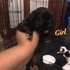 Shih Tzu puppies for sale 