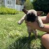 French bulldog puppies for sale