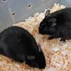 Male Degus assorted colors  needing new homes (read before responding)