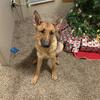 10 month old female GSD