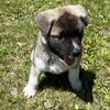 AKC Akita 11 week old Silver, Female Puppy