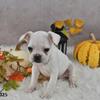 Akc French bulldog puppies 