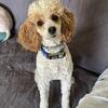 Lucy: Apricot/White Miniature Poodle female 