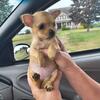 Teacup Chihuahua Female Puppy