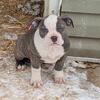 Rare registered Olde Boston Bulldog pups 