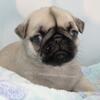 See Video - Silver Fawn Male Pug Puppy