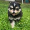 Pomsky Puppy (Fitchburg ma, 01420) SOLD