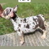 Male French bulldog puppy-Coco tri Merle