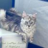 Gorgeous purebred spayed Maine Coon